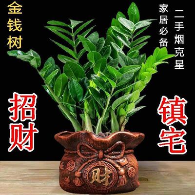 金錢樹盆栽搖錢樹花苗樹花卉盆室內綠植物客廳辦公室桌面盆景跨境