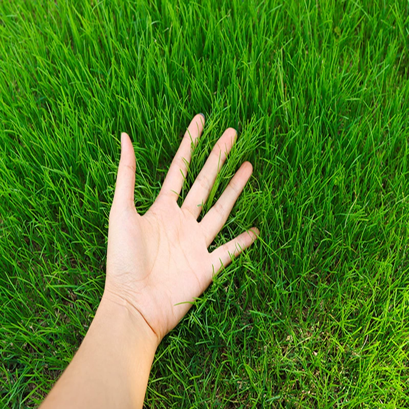 Озеленение Защита склонов Виды травы Высокий виды овсяницы Райграсс Бермудская трава Четыре сезона Зеленый Клевер Устойчив к побоям