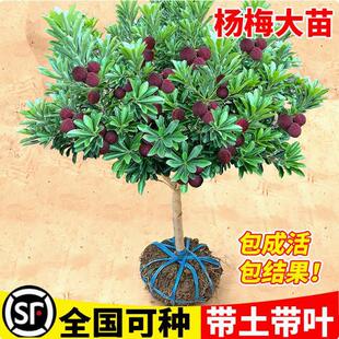 ��÷��������ڼ޽Ӗ|�����̿÷�������Ϸ������ش���箔��Y��