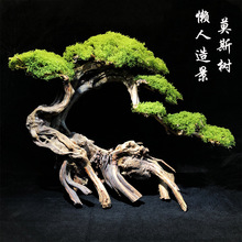 莫斯树造景懒人鱼缸造景鱼缸生命之树水草沉木杜鹃根入缸一木成景
