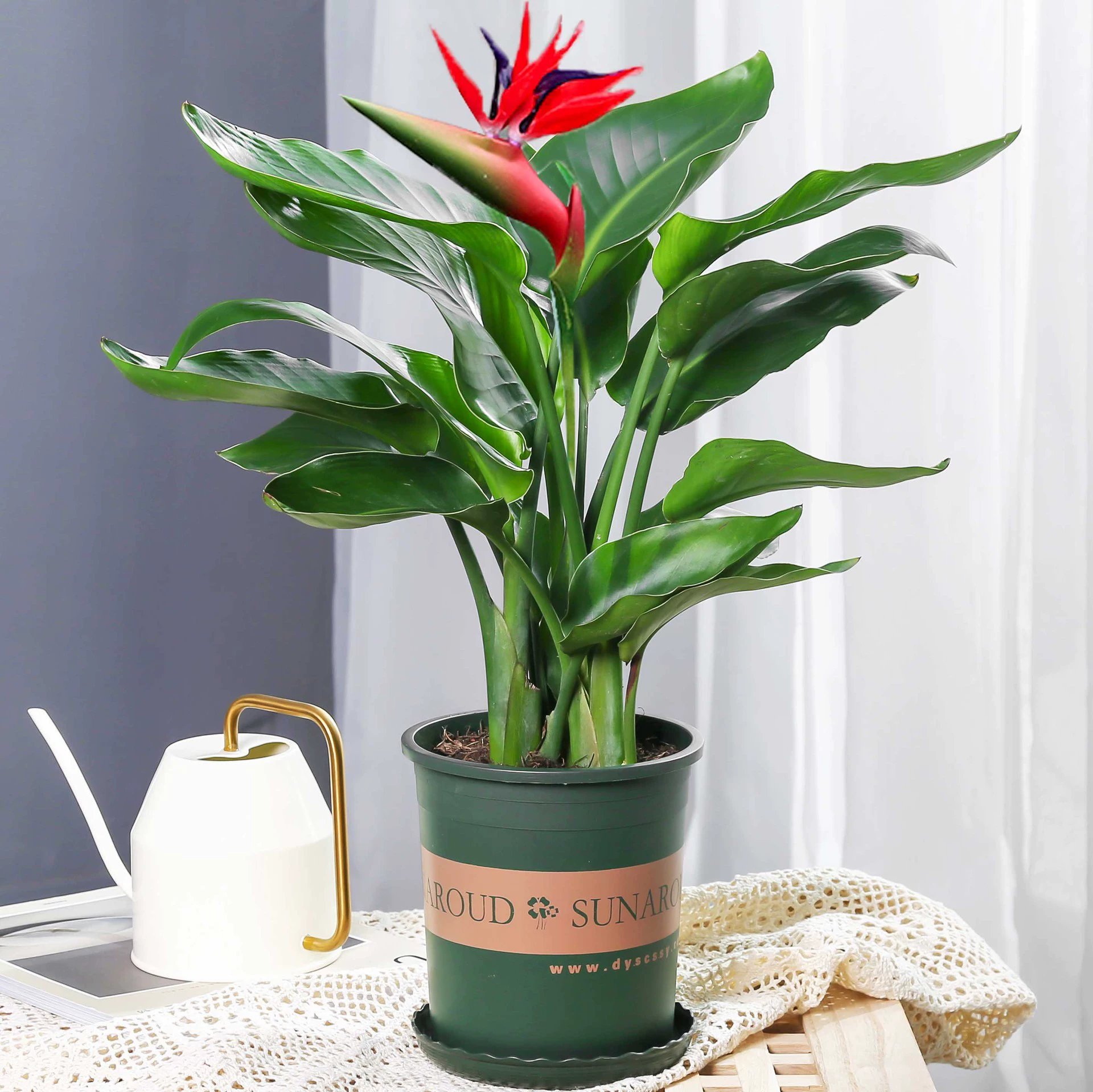 Птица райская (стрелитция), маленькое растение в горшке, крупное комнатное растение для гостиной, гидропонное растение для офиса, зеленое растение с цветками.