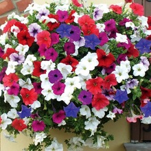 ����ţ�������Ի����̨ͥԺ�������ܰ��fС���贺�������ͺ����B