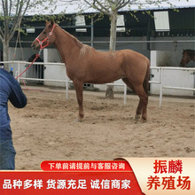 �������T�˰��R���w �T���R�����^���ɹ��R�Z�B����T���R