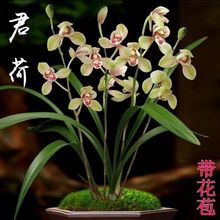 带花苞兰花建兰四季兰君荷室内客厅绿植花卉盆栽好养易活四季开花