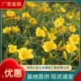 大花盆栽基地地被萱草