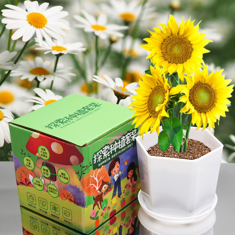 Children's DIY Exploration Planting Toys Green Plant Growth Observation Small Potted Kindergarten Flower Seed Set Wholesale