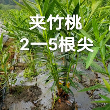 批发红花夹竹桃树苗地栽 绿化苗木栅栏花卉 高度50-200米