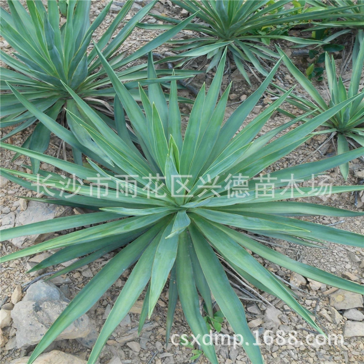 Оптовая база сизаля, фотографии юкки Хунань, цены на франжипани, посадка рассады