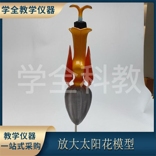 Enlarged Sunflower Model Stamen Petals Structure Anatomical Biology Teaching Instrument Senior high school Biology Teaching Appliance