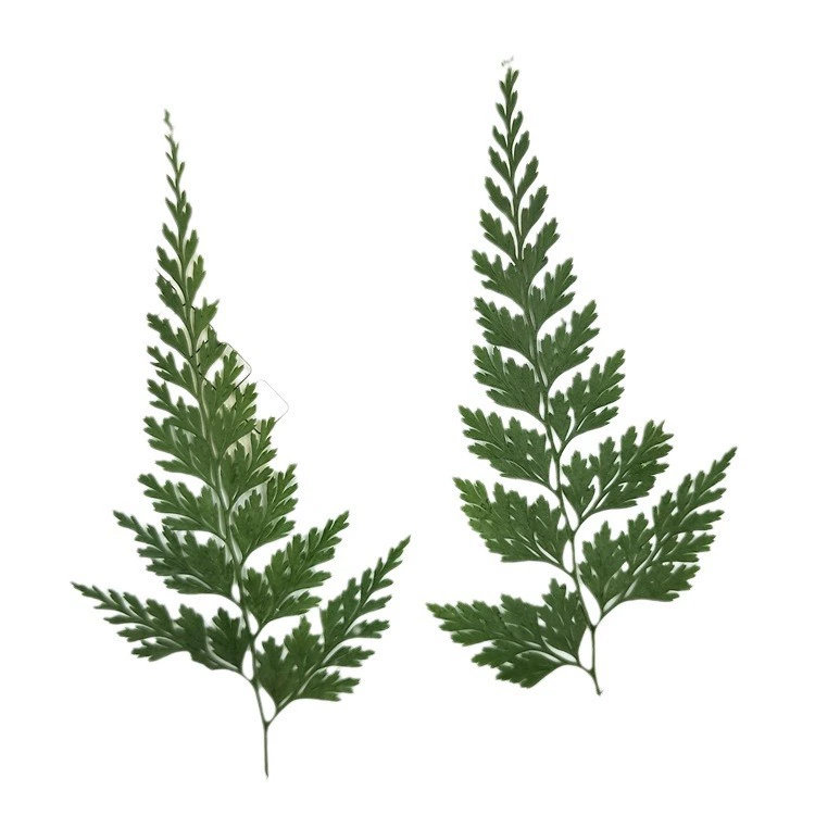 Зелено-черные листья папоротника pressing flower lights true leaf sticker plant Simagon закладка сухие цветы макияж декор