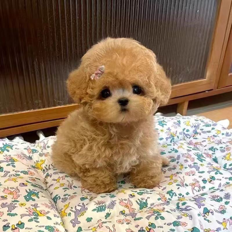 Wholesale Poodle Teddy Puppy Live Pet Dog Small Dog Teacup Dog Toy Dog Puppy Companion Dog