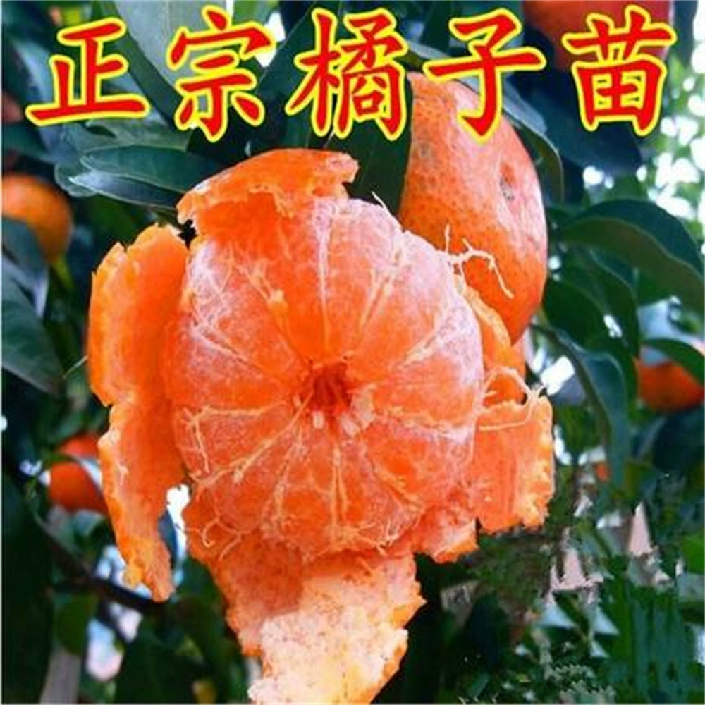 Теперь копают Red Princess цитрусовые саженцы в горшках Aiyuan 48 саженцев цитрусовых плодовых деревьев Красной красоты и гибридных сортов Ganping