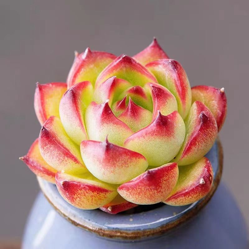 문스톤 4~5cm (플라스틱 화분에 심어 배송)