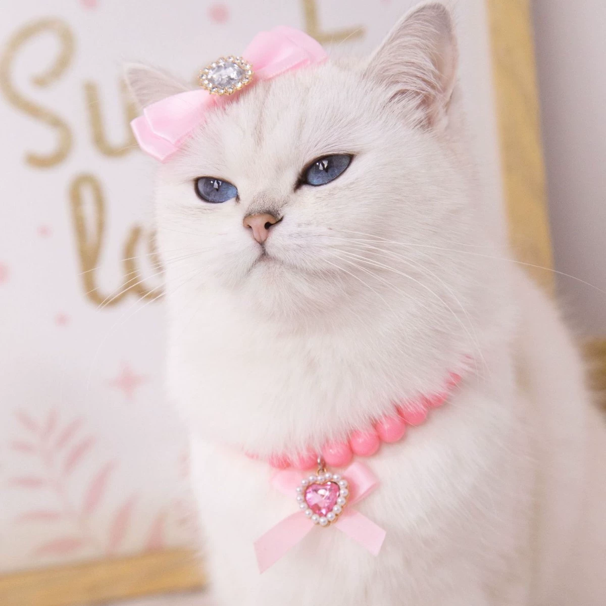 Трансграничные домашние животные на складе в Гуанчжоу