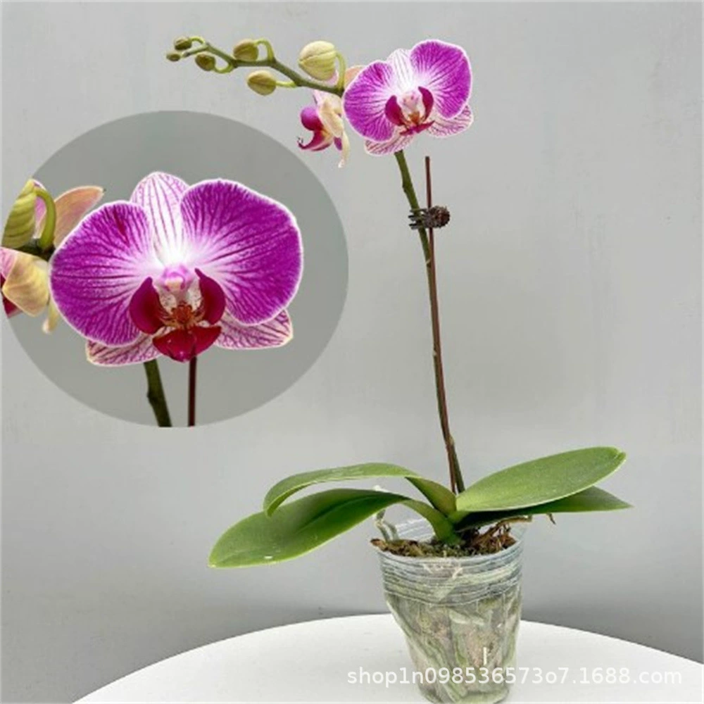Фаленопсис с цветочным горшком для ленты на мече хорошие саженцы знаменитых орхидей в горшке в помещении Four Seasons хорошая основа для кормления прямые волосы