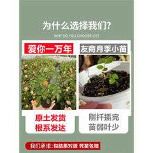蔷薇花苗爬藤四季花卉庭院藤本月季花苗大花爬墙植物盆栽玫瑰花苗