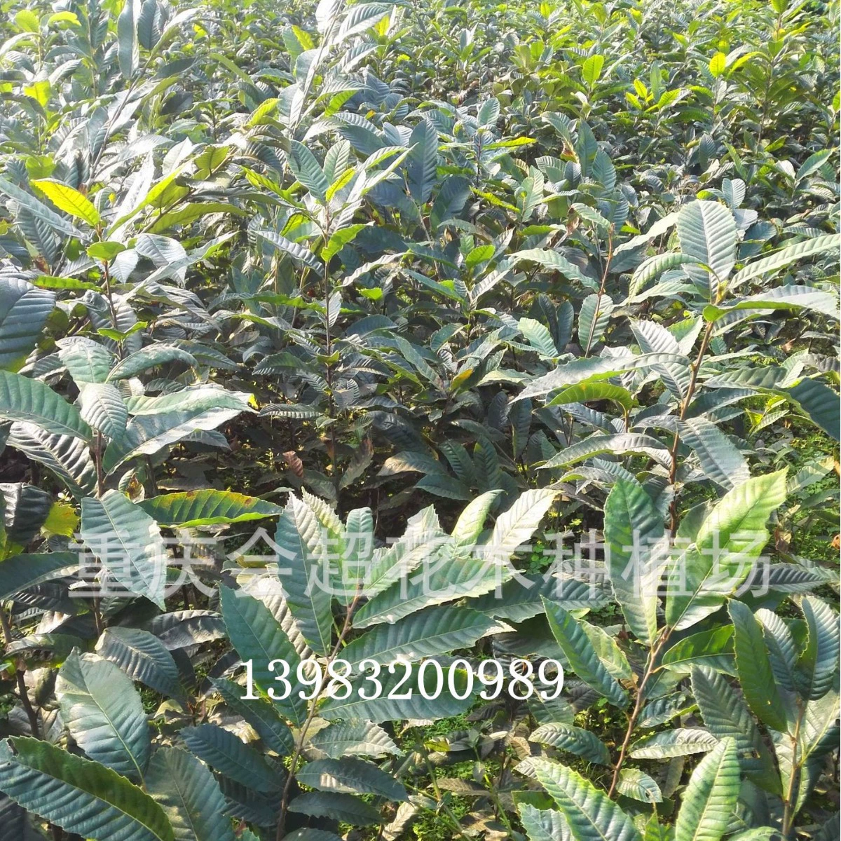 База Рассады Каштана Оптом Луотянь Большие Рассады Каштана