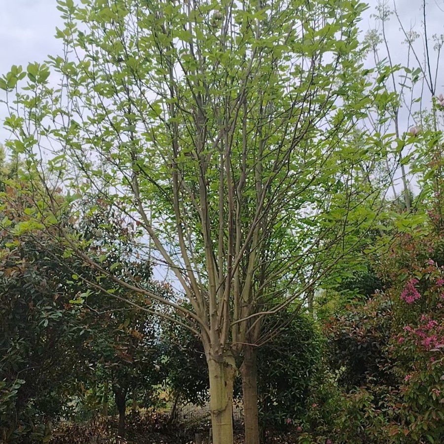 重庆贵州四川玉兰12公分玉兰15公分玉兰18公分玉兰20公分