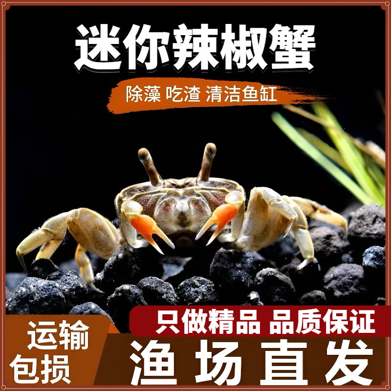 Mini Chili Crab Live Pet Small Crab Freshwater Gift Ornamental Crab Easy to Feed Algae Remover Feces Cleaner