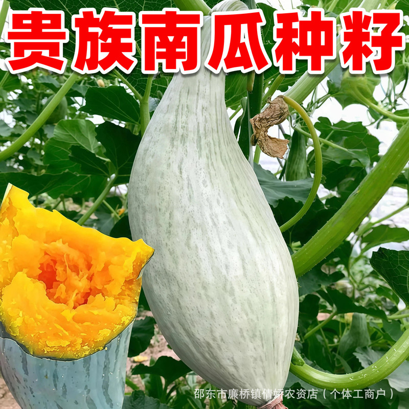 Noble Pumpkin Seed Powder, Sweet and Fragrant Chestnut Beibei Pumpkin Seeds, Suitable for Spring, Summer, and Autumn Balcony Vegetable Seeds Noble Pumpkin Seed Powder, Sweet and Fragrant Chestnut Beibei Pumpkin Seeds, Suitable for Spring, Summer, and Autumn Balcony Vegetable Seeds
