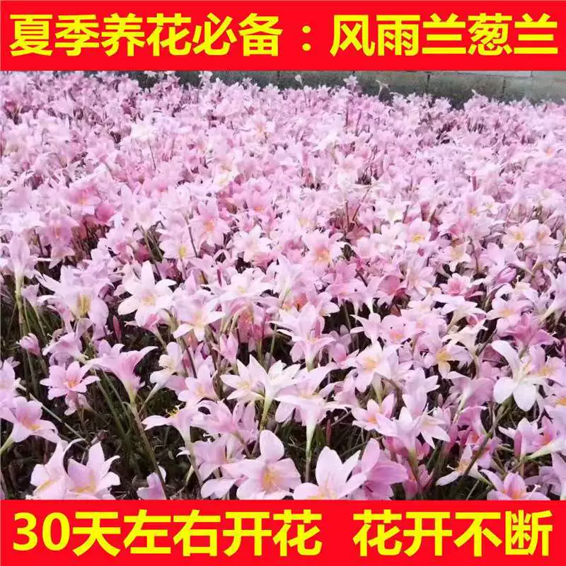 Ветер и дождь орхидеи, луки, лук-порей, лук, орхидея, многолетние саженцы цветов, устойчивые к тени, четыре сезона цветения, внутренние и внешние дворы, цветочные горшечные растения