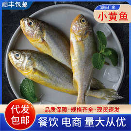 冷冻小黄鱼海捕小号黄花鱼速冻小黄花鱼黄鱼海鲜水产商用批发