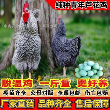 脱温芦花鸡苗 一月龄小鸡苗价格 好饲养 成年芦花鸡的价格 绿壳蛋