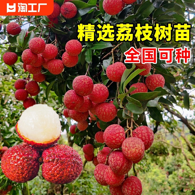 Lychee Tree, Seedless Cinnamon Fruit Tree, Potted Feizixiao Grafted Fruit Sapling, Glutinous Rice Glutinous Rice Fruit Seedling, Fruit Seedling That Bears Fruit in the Same Year