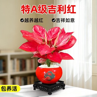 ��Ʒ�����t����ˮ��ֲ�ﻨ������ʺ��f��t�Ї��t�玧���҃ȾGֲ