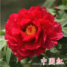 ĵNĵ̨ͥԺ҃NֲNNͺN