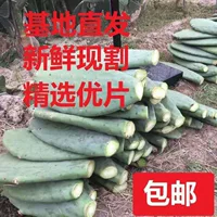 Настоящие съедобные листья кактуса Мибонта, лекарственное наружное применение, кипяток для внутреннего применения, зеленое посадка, косметическое орошение, суккуленты.