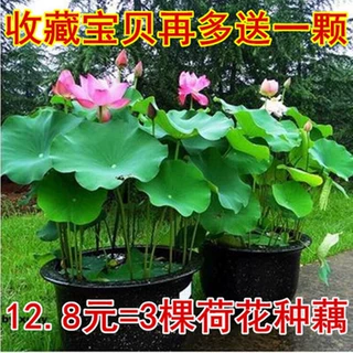四季观赏荷花种籽食用莲藕种苗盆栽大型莲花水培水养家庭池塘种藕