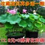 家庭大型四季食用荷花