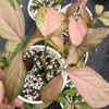 [Direct supply of the base] Leaf -seeing plant small pot planting flower combined fruit taro net red plant powder brocade fruit taro