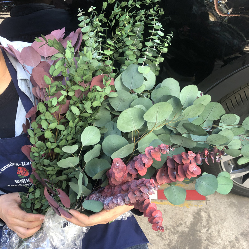 Eterno flor hoja de eucalipto eterno cobre moneda hoja de eucalipto hoja fina eucalipto manzana hoja de eucalipto hoja de mijo eterno mijo fruta