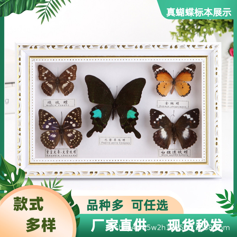真蝴蝶标本棕 白色相框5只装幼儿园宝宝礼品家居工艺装饰创意摆台