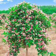 ����\�����������Լt���ӻ���e��ͥԺ�ͺ������L����ߗU�\����