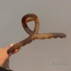 Янтарный сверхбольшой двухцветный краб