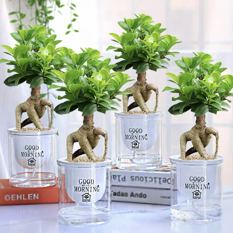 Баньян бонсай офис настольный зеленые растения и цветы в гостиной круглый год вечнозеленое маленькое баньяновое дерево в горшке морозостойкие и легкие в выращивании растения