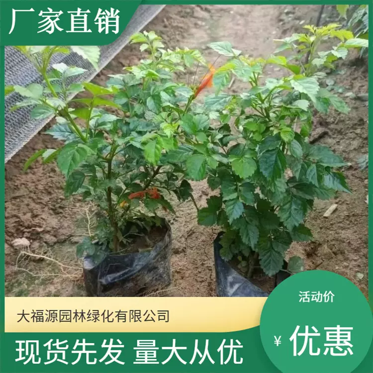 【基地批发】凌霄 价格优惠 规格齐全 量多价优 品种多样