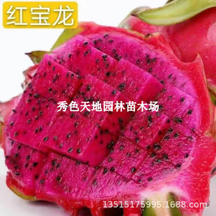 Potted Dragon Fruit Tree Seedlings Bear Fruit in All Seasons, White Heart Gold Bird's Nest and Red Heart Dragon Fruit Seedlings Planted in the North and South