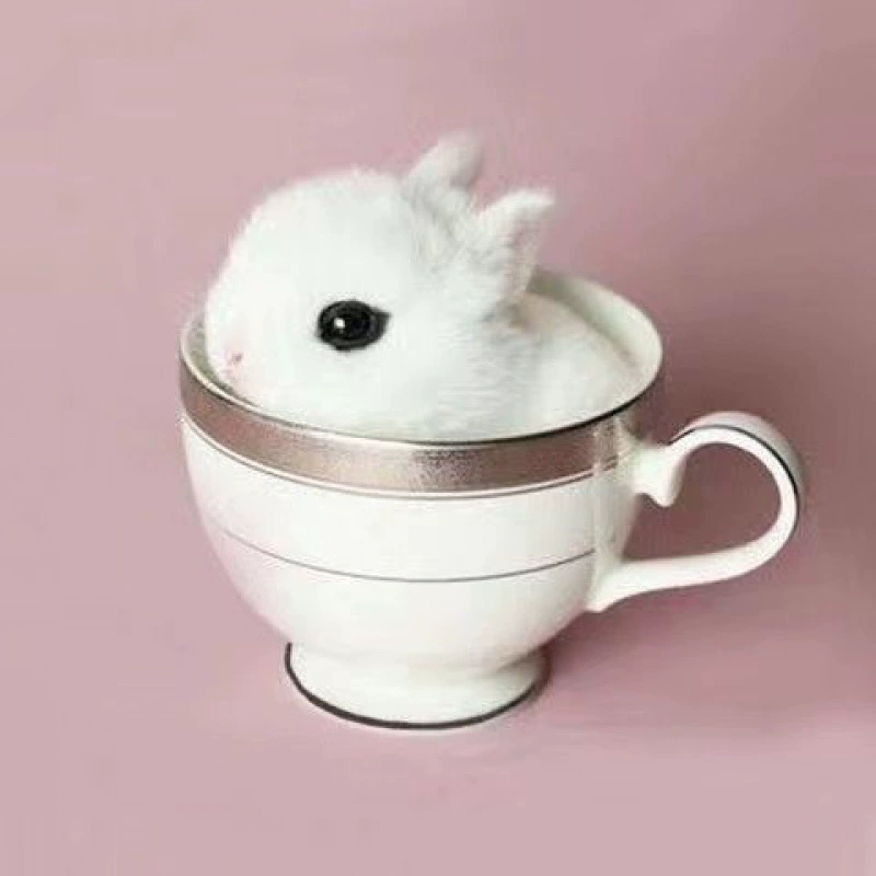 Маленький кролик для принцессы, панда, белый кролик, питомец