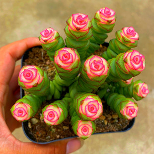 ��ɫ�X���\����ֲ���҃����ֺ��B����t���X����ϡ��Ʒ�N���Ի���