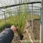 细叶芒盆栽杯苗山东青州苗木基地水生盆栽宿根地被京芒草细叶针芒