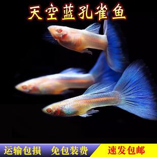 ����{�Y���^�p�~��ȸ�~���w�Pβ��ˮ���＃�NС�͟Ꭷ�~̥���~