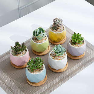 Creative fleshy flower pot cartoon ceramic home gardening pot Amazon gardening Macaron potted plant combination flower pot