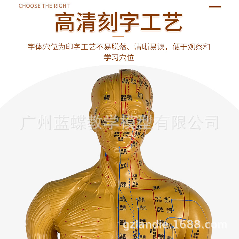 178CM�������ģ�͸���߼��� ����Ѩλģ�� Ѩλ�������ѧģ��