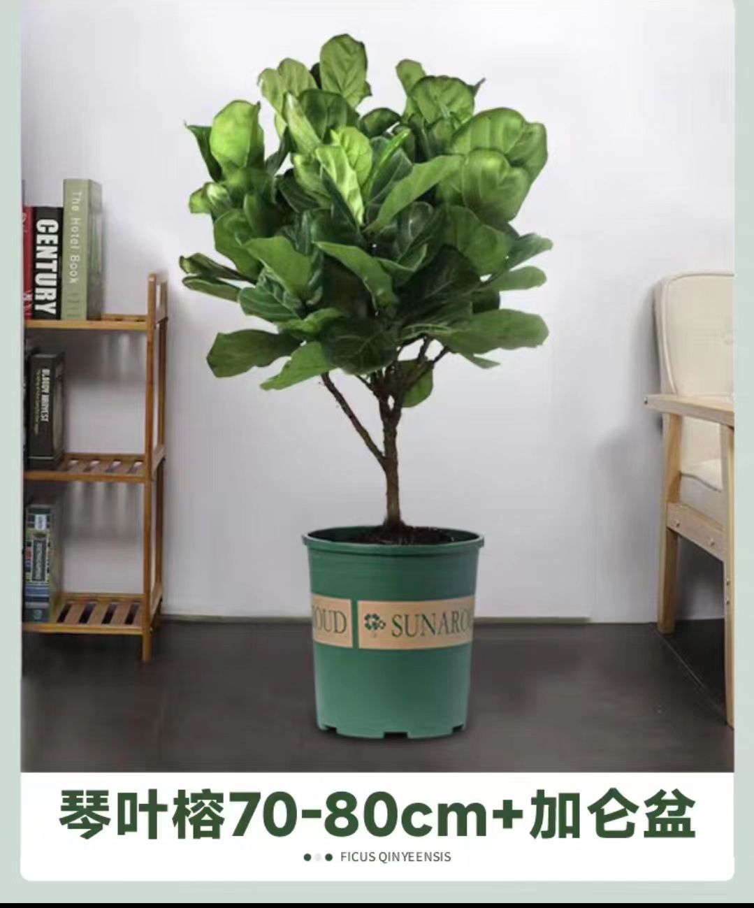 Qinye Banyan planta verde sala de estar gran planta en maceta árbol de goma planta de hoja grande oficina absorbe formaldehído, fácil de cultivar flores