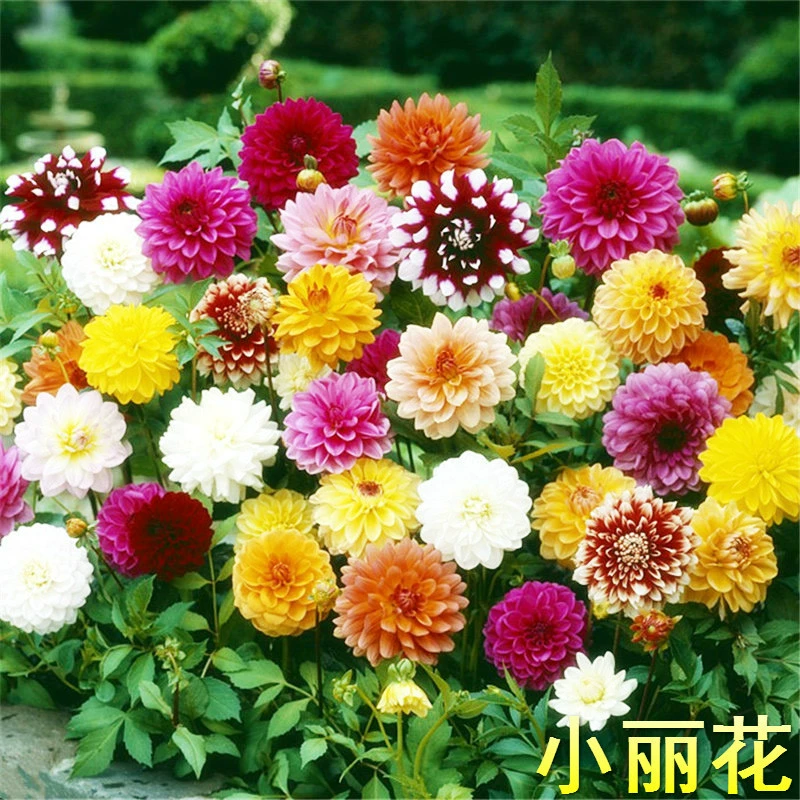Оптовая небольшие семена цветов маленькие хризантемы георгины семена цветов Легко расти легко жить многолетние двор балкон семена цветов двойной диск