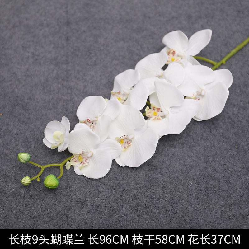 긴 가지 9 머리 호접란 화이트